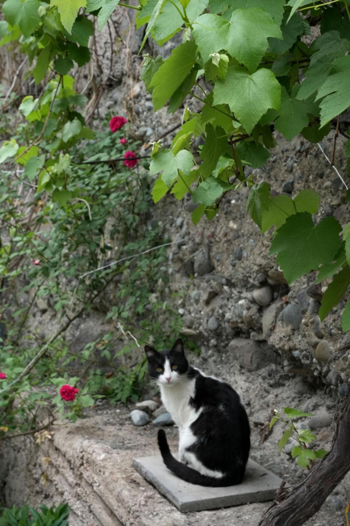 Iris B&B In Debed Canyon Alaverdi Exterior photo